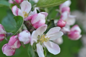 Blomster