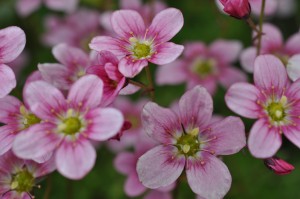 DSC_2283 • nogetiovnen.dk blomster
