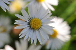 DSC_2348 Margueritter