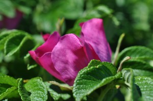 Koldskål - opskrift med kærnemælk uden æg