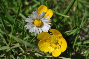 Blomster