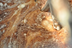 Muffins med kakao - brownie muffins opskrift