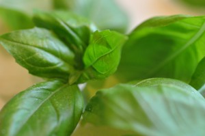 DSC_3270 • nogetiovnen.dk