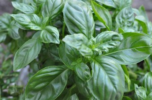 Pesto med mandler & basilikum - basilikumpesto