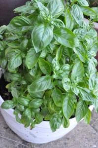 Pesto med mandler & basilikum - basilikumpesto