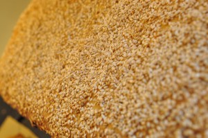 Baconbrød, foccaciaboller, franskbrød. Af samme grunddej