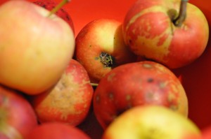 DSC_6677 • nogetiovnen.dk Fedtfattig æblekage med kanel - nem opskrift