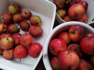Æblekage uden æg - nem fedtfattig æbletærte