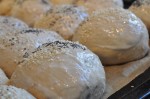 Grissini, boller og de flotteste brød af samme grunddej