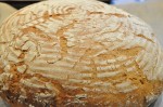 Grissini, boller og de flotteste brød af samme grunddej