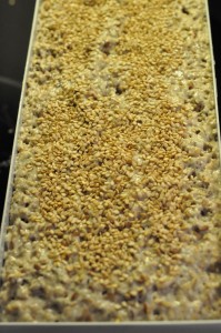 Rugbrød med gær, kerner & øl - uden surdej