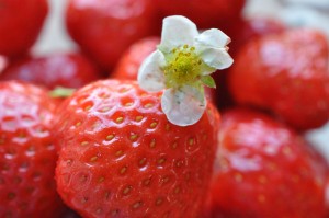 Jordbær med fløde - smagen af sommer
