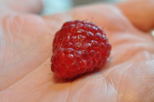 HIndbær Hindbærkager - muffins kager med hindbær