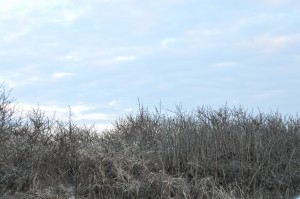 Vesterhavet - klitter