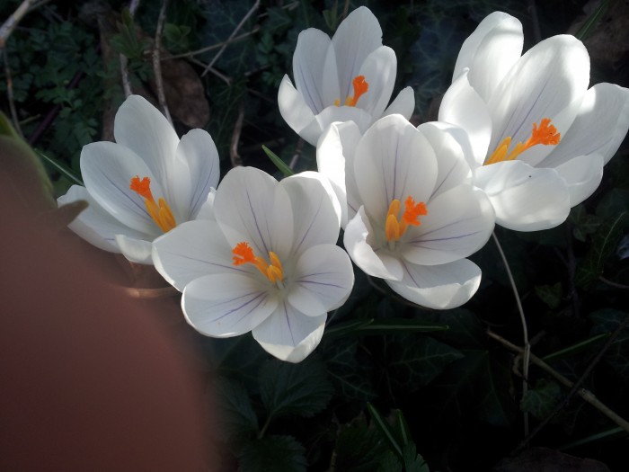 Svineskank - langtidsstegt svineskank i ovn