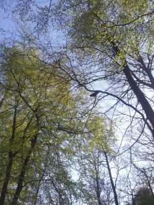 2014-04-26 17.25.44 Dyrehaven