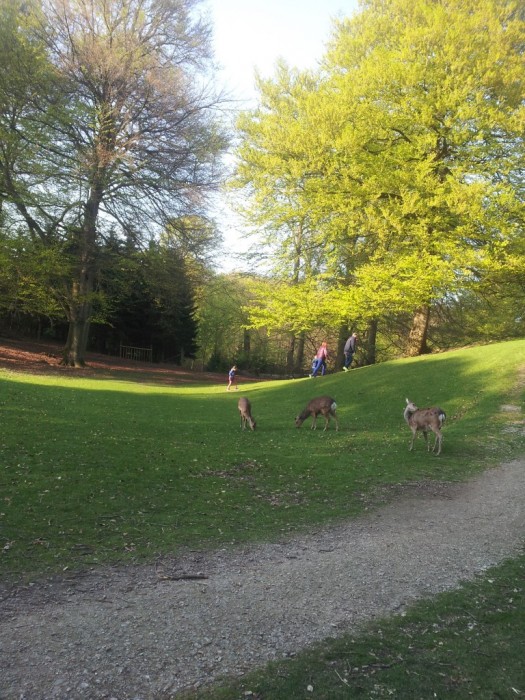 Ørnereden squashkage sommer skovtur Marselisborgskoven fødselsdagssskovtur fødselsdag i det grønne fødselsdag forår flæskestegssandwich chokoladekage bøgeskov Fødselsdagsskovtur i det grønne Marselisborgskoven