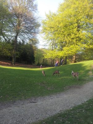 Fødselsdagsskovtur i Marselisborgskoven