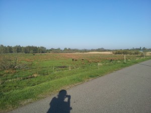 Bulgur salat med abrikos - grilltilbehør opskrift