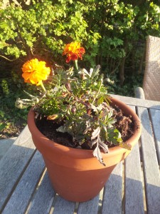 Bulgur salat med abrikos - grilltilbehør opskrift