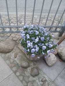 Zirkus Nemo og Angus Bøf på Stephansens Hotel