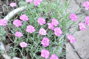 Blomsterliv og havelykke - sommerpostkort 