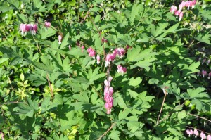 Blomsterliv og havelykke - sommerpostkort 