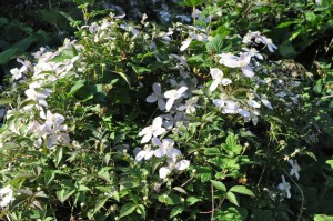 Blomsterliv og havelykke - sommerpostkort 