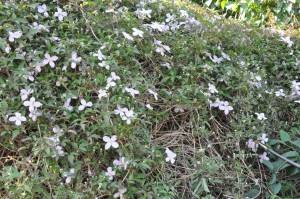Blomsterliv og havelykke - sommerpostkort 