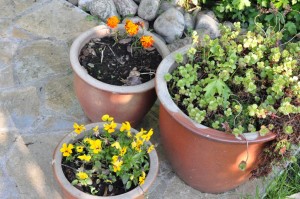 Blomsterliv og havelykke - sommerpostkort 