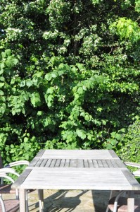 Blomsterliv og havelykke - sommerpostkort 