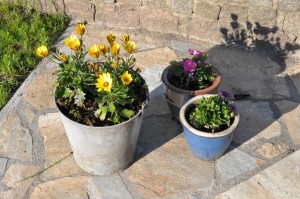 Blomsterliv og havelykke - sommerpostkort 