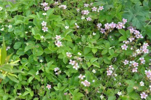 Blomsterliv og havelykke - sommerpostkort 