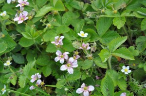 Blomsterliv og havelykke - sommerpostkort 