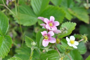 Blomsterliv og havelykke - sommerpostkort 