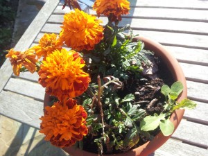 Sommerlykkeligt indlæg - vil du med en tur i min lykkevogn?