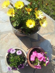 Sommerlykkeligt indlæg - vil du med en tur i min lykkevogn?