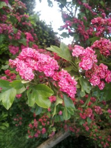 Sommerlykkeligt indlæg - vil du med en tur i min lykkevogn?