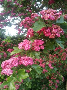 Sommerlykkeligt indlæg - vil du med en tur i min lykkevogn?