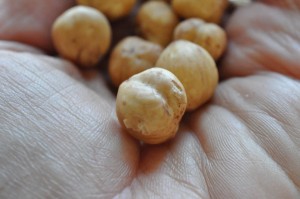 DSC_6731 • nogetiovnen.dk Ristede hasselnødder