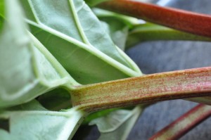 Rabarbermuffins med kokos & hvid chokolade
