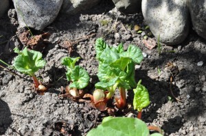 Rabarbermuffins med kokos & hvid chokolade