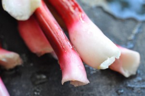 Rabarbermuffins med hvid chokolade & kokos 