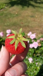 Sommerlig fødseldagstur til Faldsled