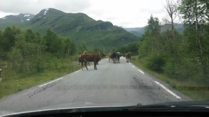 Slalom i Norge og kylling på fjeldtoppen