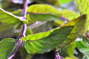 Myntesirup - opskrift på nem sirup med mynte