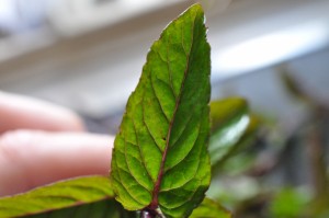 Myntesirup - opskrift på nem sirup med mynte