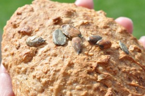 Sommerdagbog fra fjeldhytten i Norge - morgenbrød