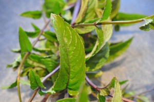 Perlebygsalat med feta, abrikos og mynte