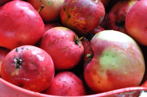 Hurtig æblecrumble - den bedste crumble opskrifte